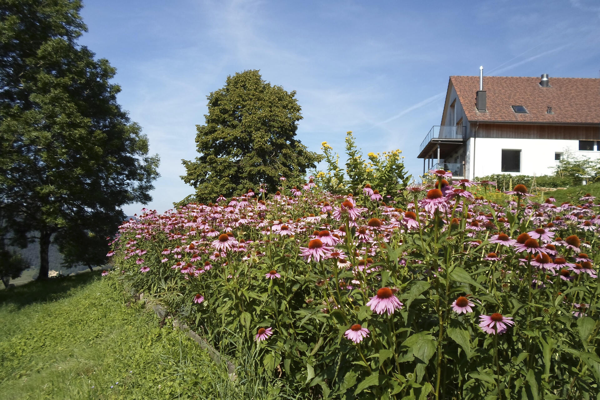 Thembild zu Artikel: 40 Jahre Spagyros: Tradition trifft Moderne